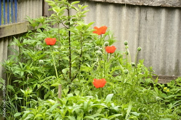 Obraz мак цветет