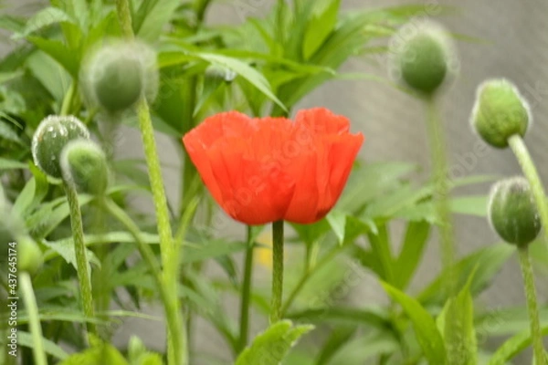 Obraz семья мака