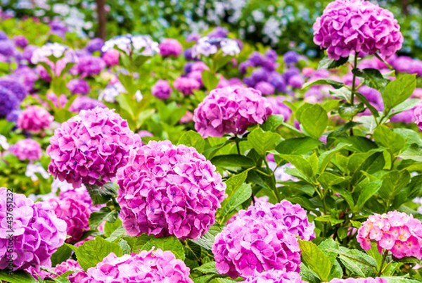 Fototapeta 紫陽花