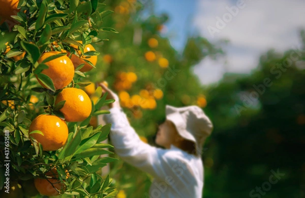 Obraz Farmer harvesting oranges