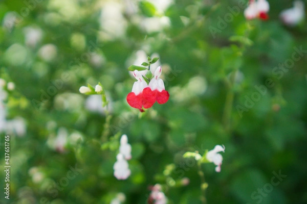 Fototapeta チェリーセージの花