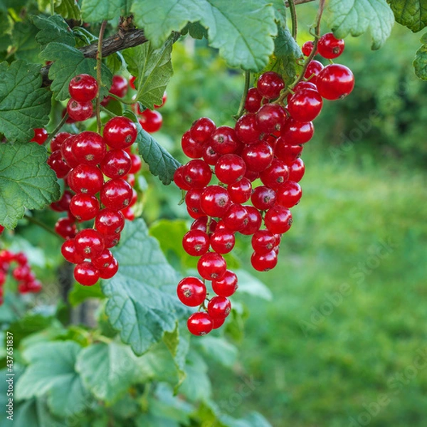 Fototapeta Red currants on a branch with green leaves  in July