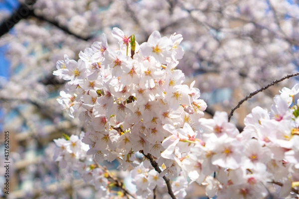 Fototapeta 日本で見られる美しい桜の花