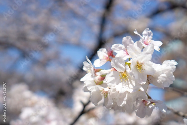 Fototapeta 日本で見られる美しい桜の花