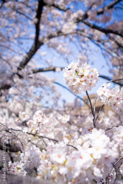 Fototapeta 日本で見られる美しい桜の花