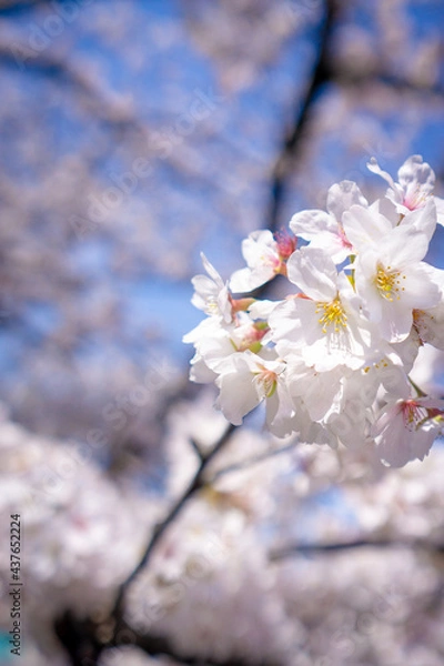Fototapeta 日本で見られる美しい桜の花