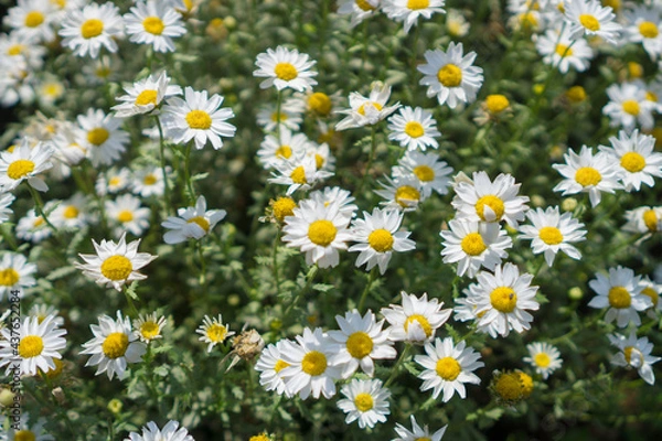 Fototapeta 満開のデイジーの花