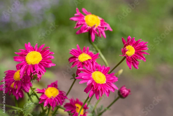 Fototapeta Macro photography. Pink Daisy flower. The pink Pyrethrum, or Persian Daisy (lat. Pyrethrum roseum) in the garden close-up.
