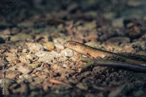 Obraz Blindschleiiche