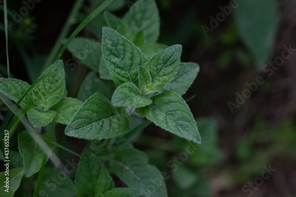 Obraz Plante de forêt