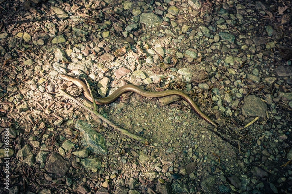 Obraz Blindschleiiche