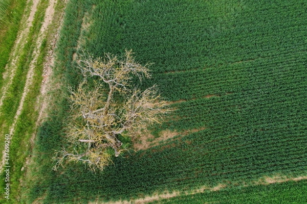Obraz Luftaufnahme mit Drohne, Apfelbaum auf Feld