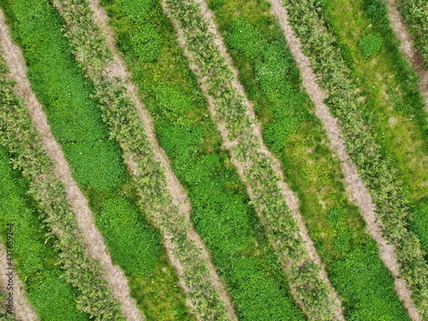 Obraz Luftaufnahme, Aronia-Plantage