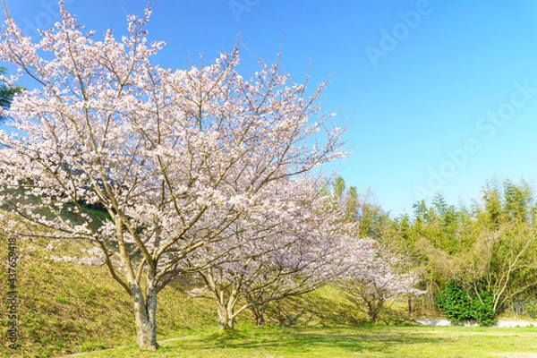 Fototapeta 桜と青空