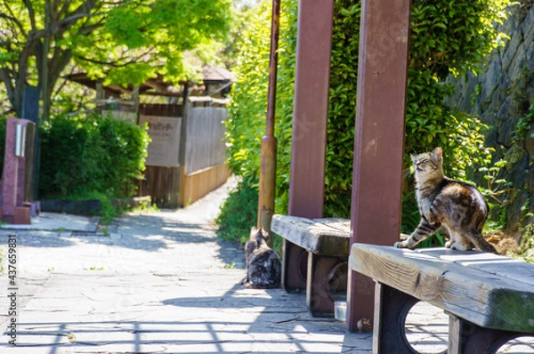 Obraz 猫の細道の猫達