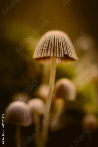 Obraz mushroom in the forest