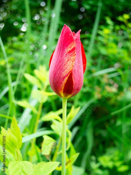 Fototapeta Photo of a red tulip on a green grass background