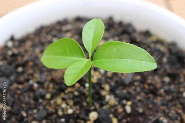 Fototapeta ハーブ