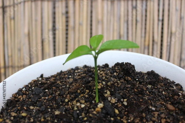 Fototapeta ハーブ