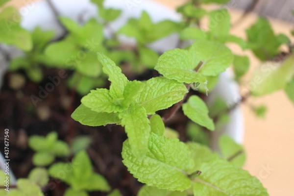 Fototapeta ハーブ