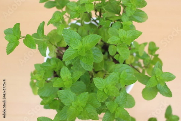 Fototapeta ハーブ