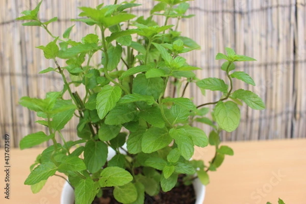 Fototapeta ハーブ