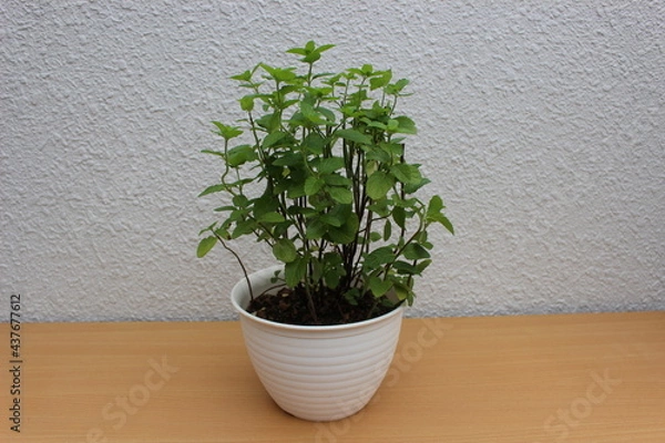 Fototapeta ハーブ