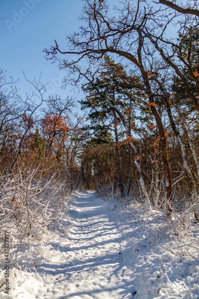 Obraz snow covered trees