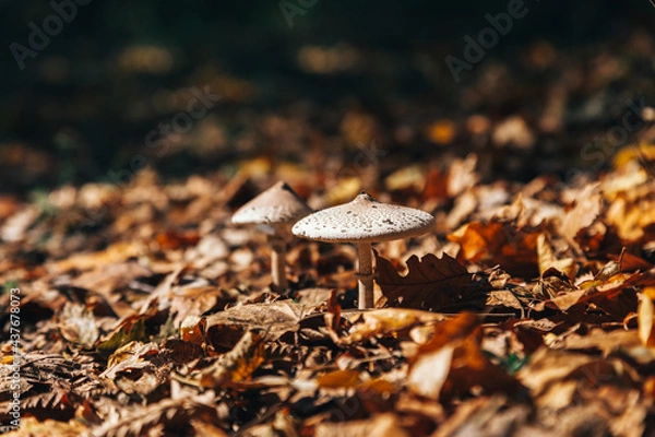 Obraz mushroom on ground