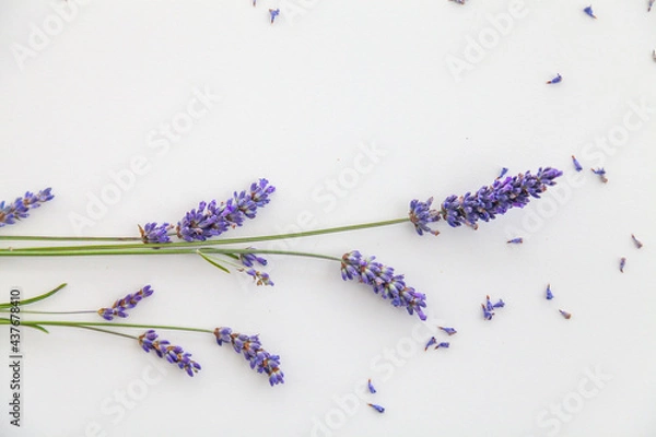 Obraz levander on whiteboard