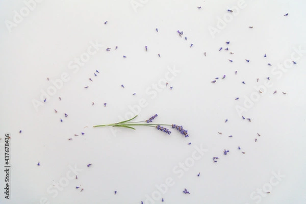 Obraz levander on whiteboard