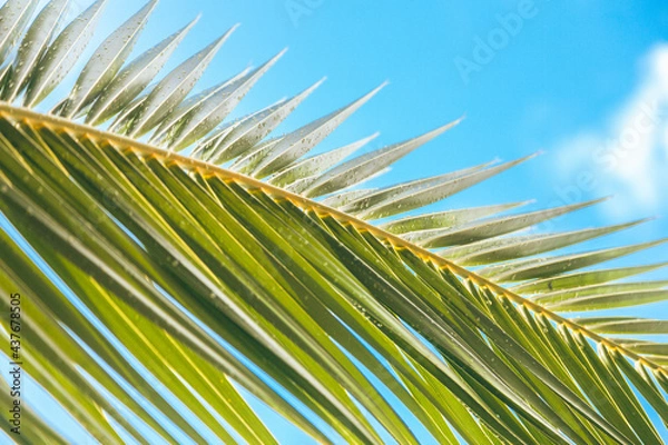 Fototapeta palm leaf with blue sky