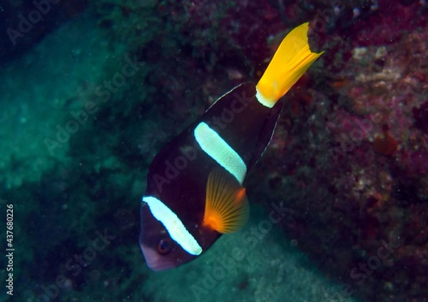 Fototapeta 伊豆の海でダイビング中にクマノミを見かけました。