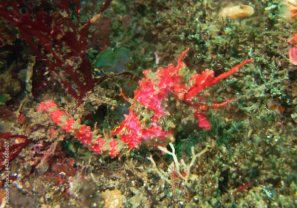 Obraz 伊豆の海でダイビング中にハナタツを見かけました。