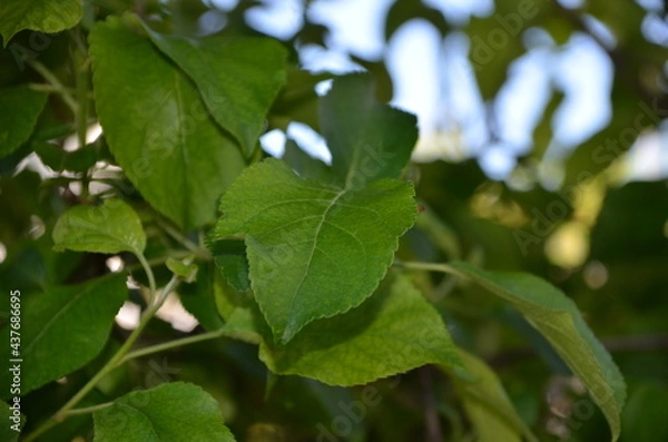 Obraz Leafs of an apple tree