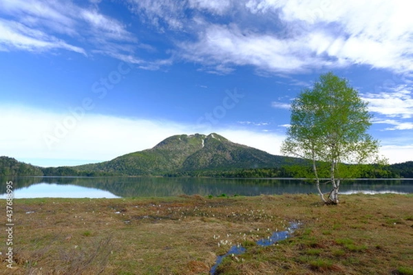 Fototapeta 青空に映える新緑に囲まれた尾瀬の湿原　水芭蕉が咲く