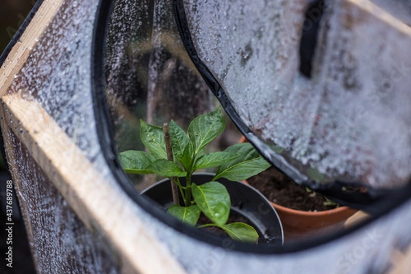 Fototapeta Pepper plant in a greenhouse