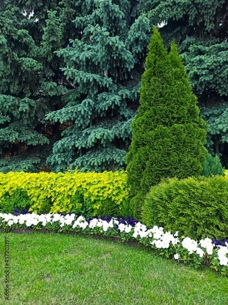 Obraz Flowerbed in summer