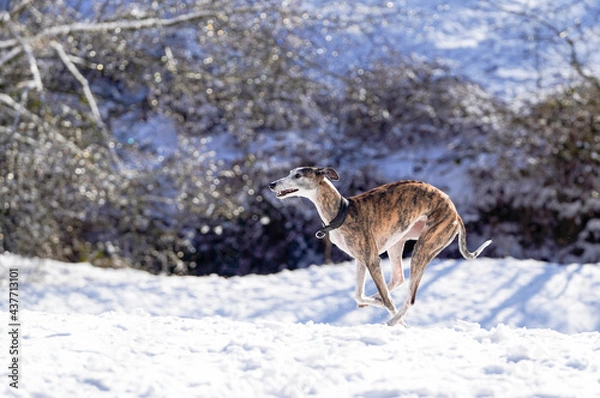 Obraz Galgo im Schnee