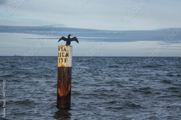 Obraz Kormoran, Ostsee