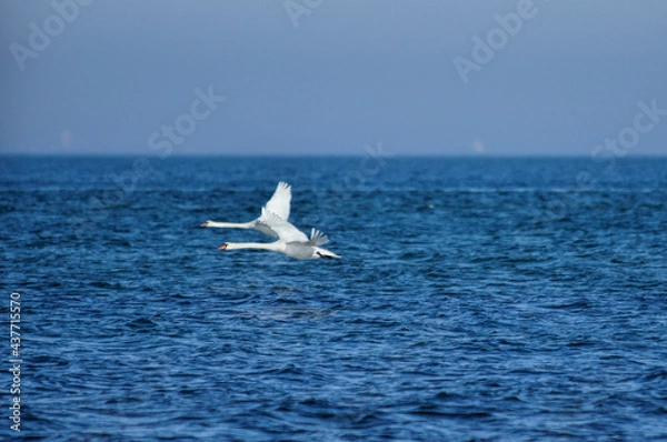 Obraz Fliegende Schwäne
