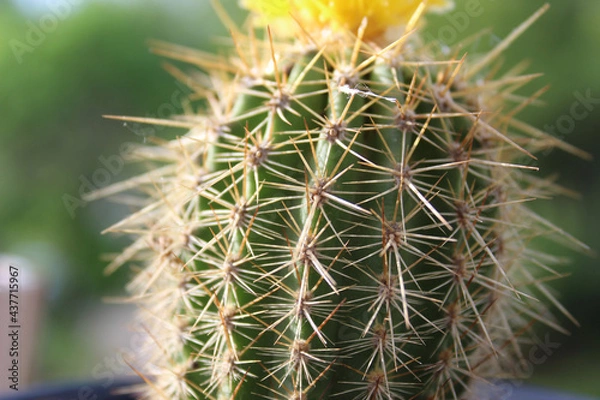 Fototapeta cactus close-up