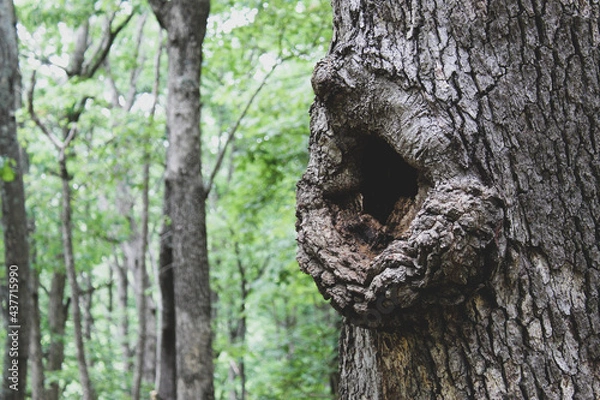 Fototapeta hole in tree