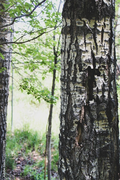 Fototapeta tree trunk in forest