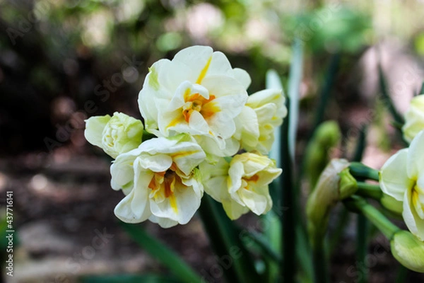 Fototapeta wildflower 2