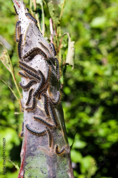 Fototapeta caterpillar nest left