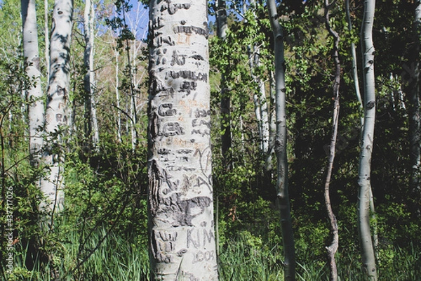 Fototapeta trees in forest