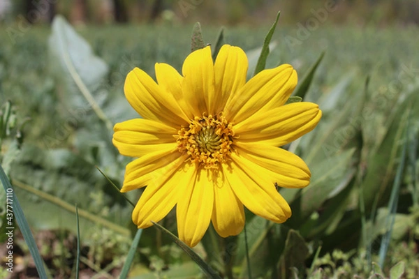 Fototapeta wildflower