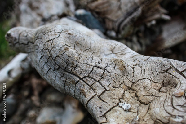 Fototapeta root detail