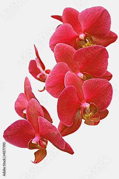 Obraz red orchid
